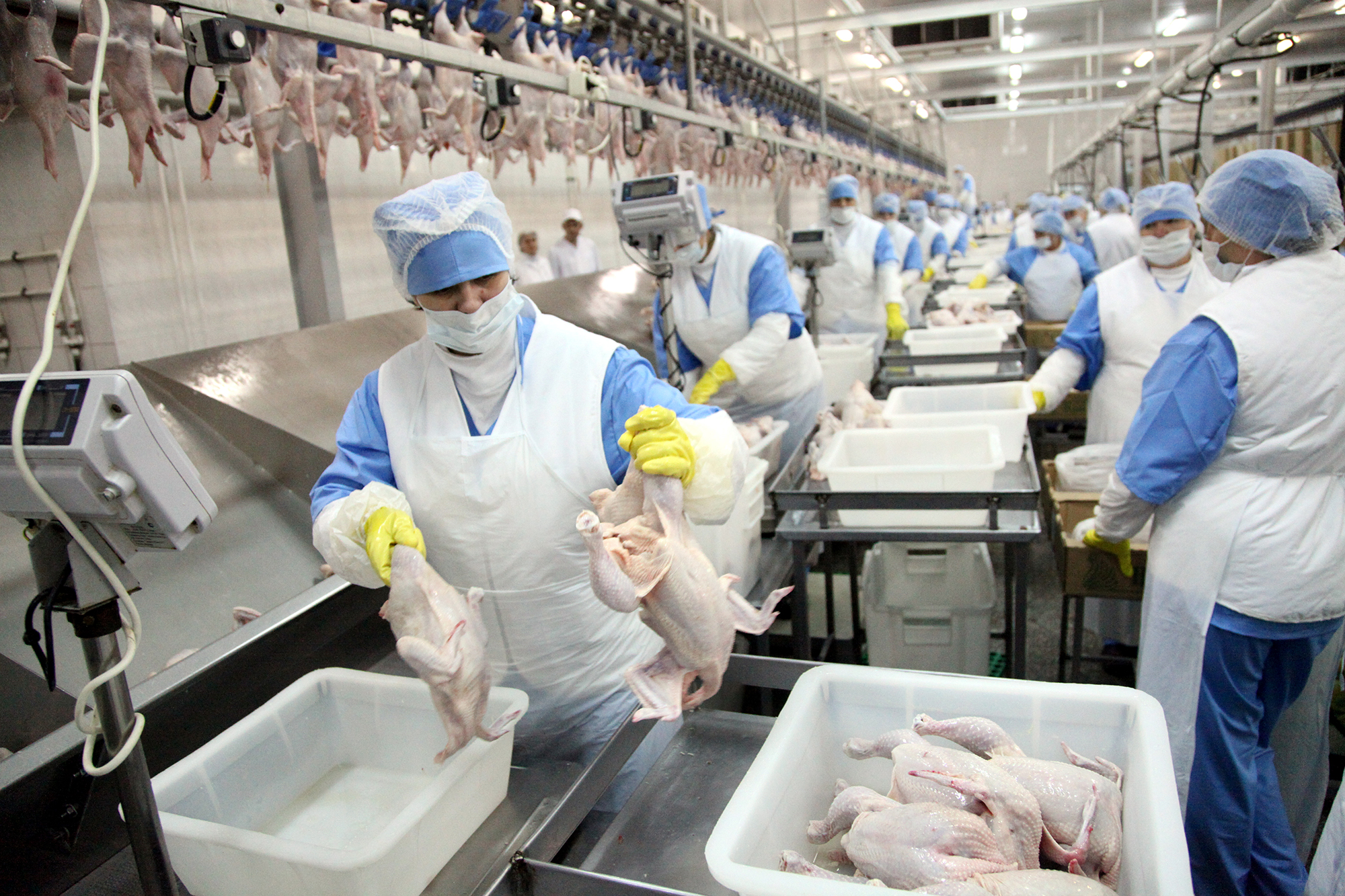 В Нидерландах работают все больше украинцев: какие зарплаты без знания языка